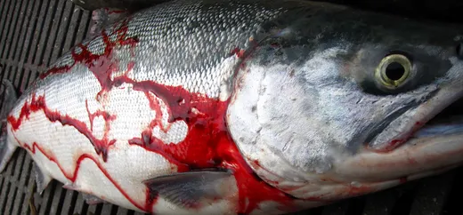 Angler holding up a large salmon on the water