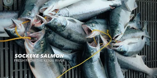 Big haul of silver salmon laid out after a great day on the water.