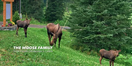 Moose standing in open terrain — 'The Moose Family' caption